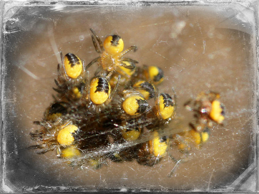 Orb Weaver Spiderlings Photograph by Mark J Seefeldt
