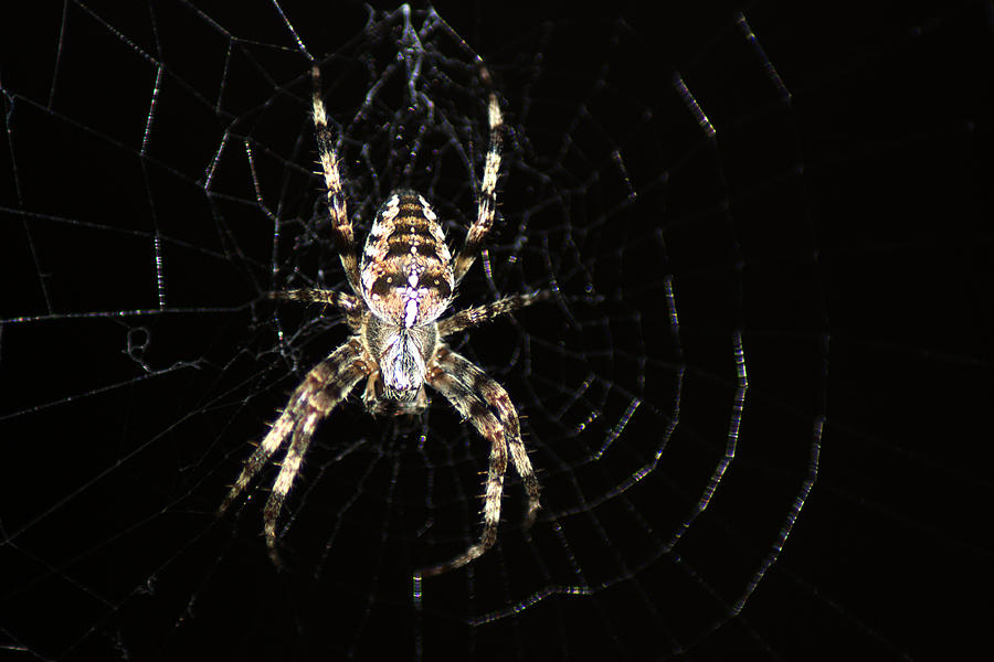 Orb Web Spider Photograph by Chris Day