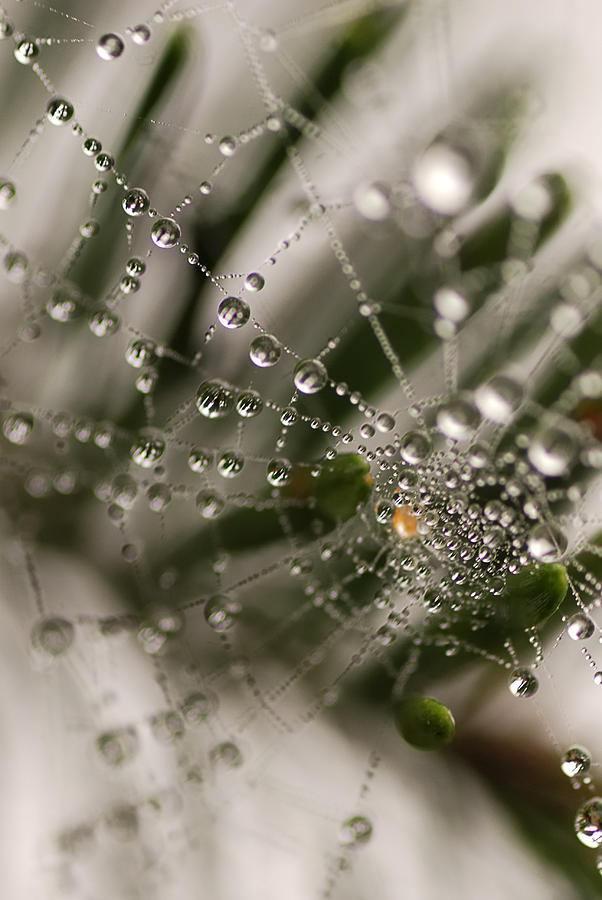 Orbiting the Web Photograph by Sue Capuano