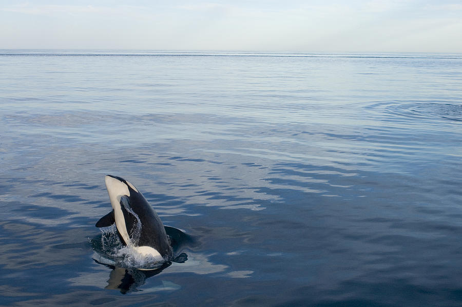 Orca Breaching Southeast Alaska Photograph by Flip Nicklin