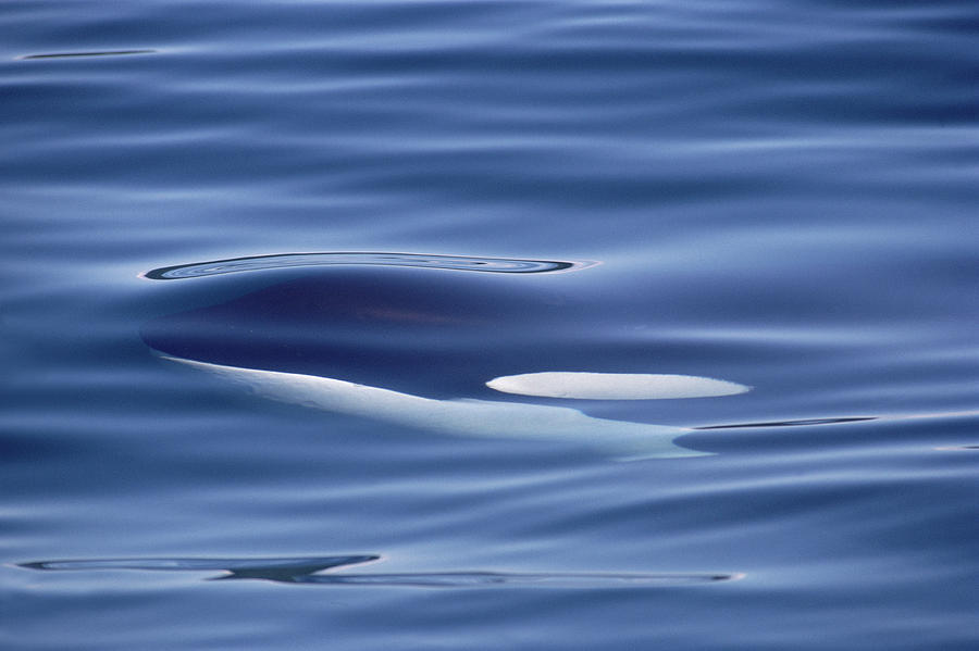 Orca Just Below Water Surface British Photograph by Flip Nicklin