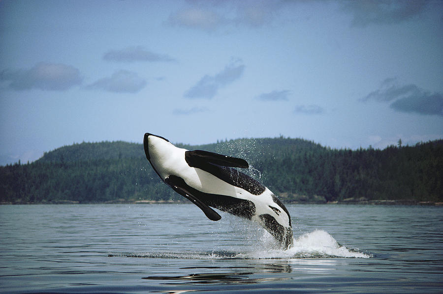 Orca Male Breaching Johnstone Strait Photograph by Flip Nicklin