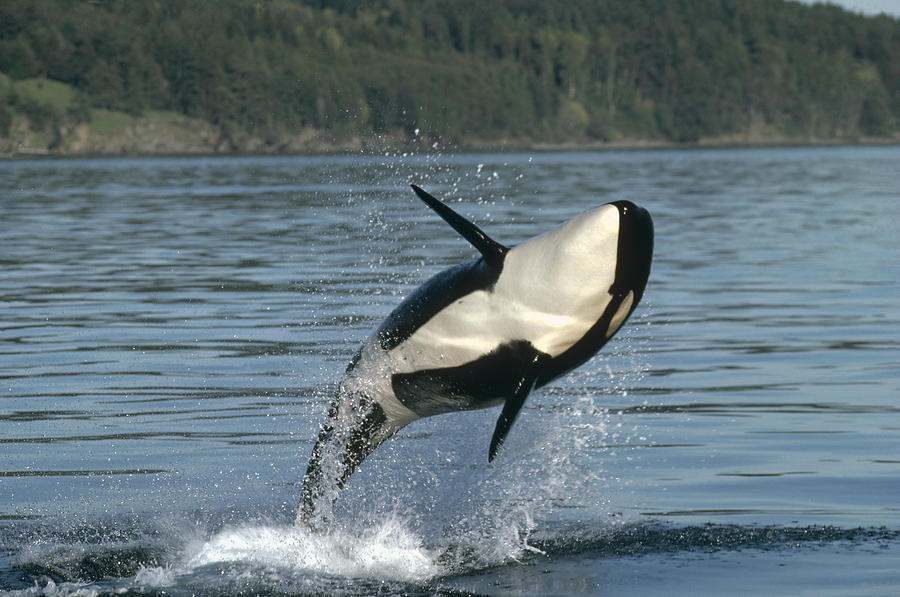 Orca Orcinus Orca Breaching Photograph by Gerry Ellis