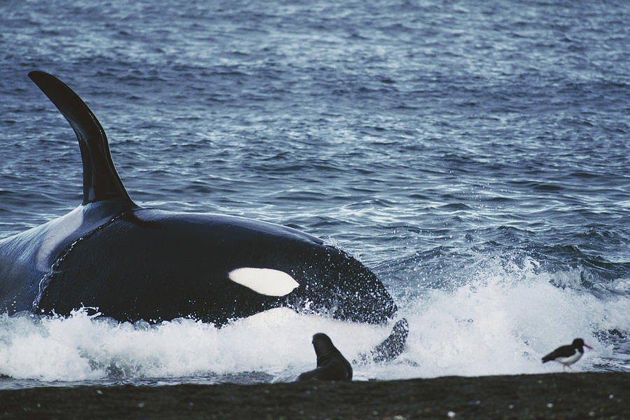 Mammal Photograph - Orca Orcinus Orca Hunting South by Hiroya Minakuchi