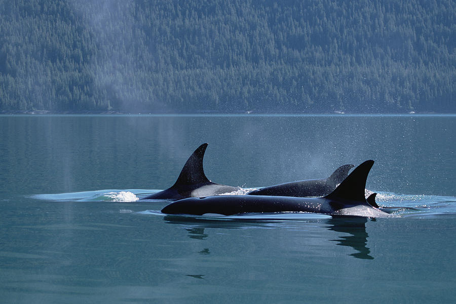 Orca Orcinus Orca Pod Surfacing, Inside Photograph by Konrad Wothe