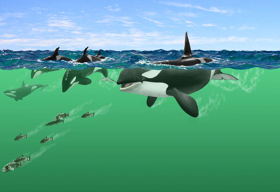 Orcas Digital Art by Owen Caddy | Fine Art America