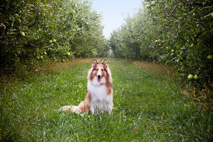 Orchard guard Photograph by Kelley Nelson