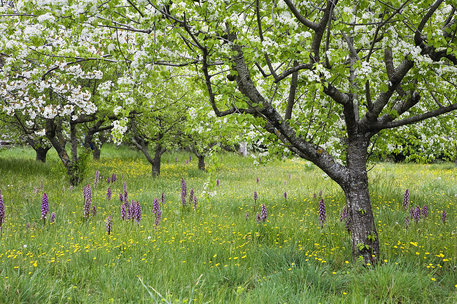 Orchard With Flowering Orchids Photograph by Konrad Wothe