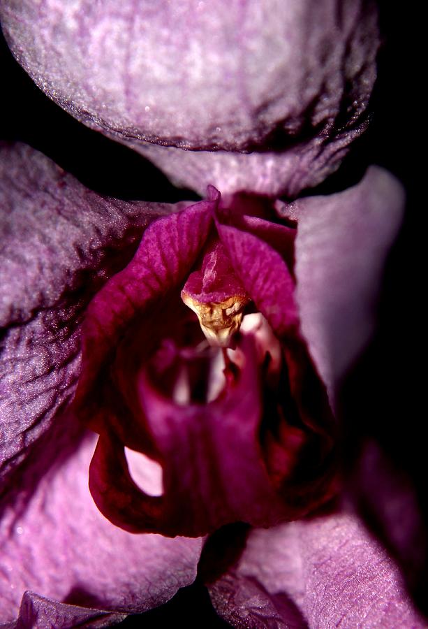 Orchid - Gone By - 3 Photograph by Robert Morin