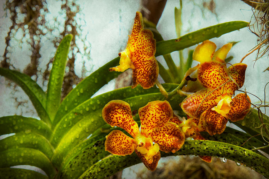 Orchid - Oncidium - Ripened   Photograph by Mike Savad