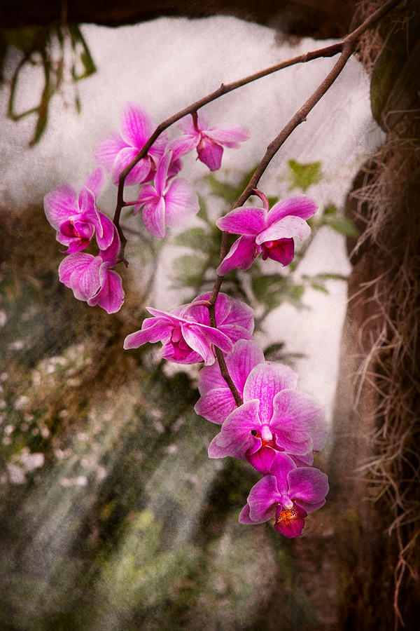 Orchid Photograph - Orchid - Tropical Passion by Mike Savad