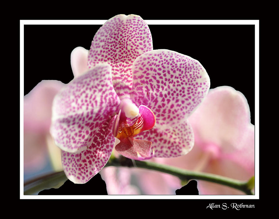 Orchid 10 Photograph by Allan Rothman
