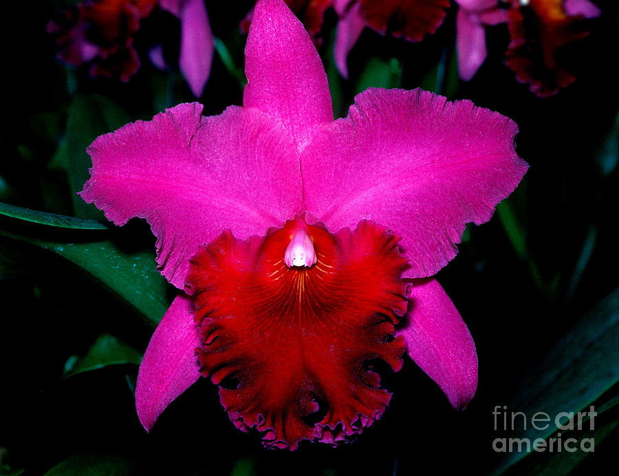 Orchid 10 Photograph by Terry Elniski
