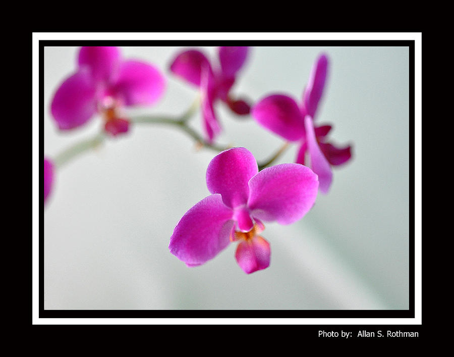 Orchid 11 Photograph by Allan Rothman