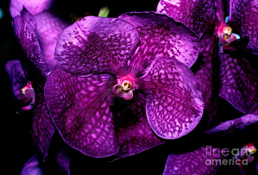 Orchid 11 Photograph by Terry Elniski
