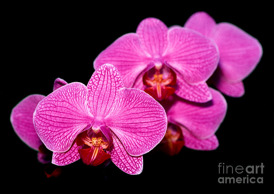 Orchid 17 Photograph by Terry Elniski