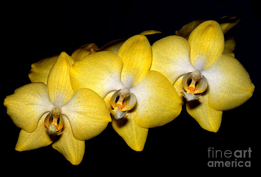 Orchid 19 Photograph by Terry Elniski