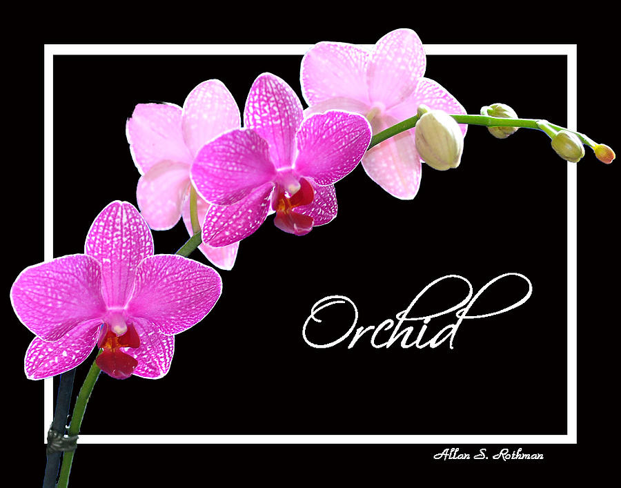 Orchid 2 2 Photograph by Allan Rothman