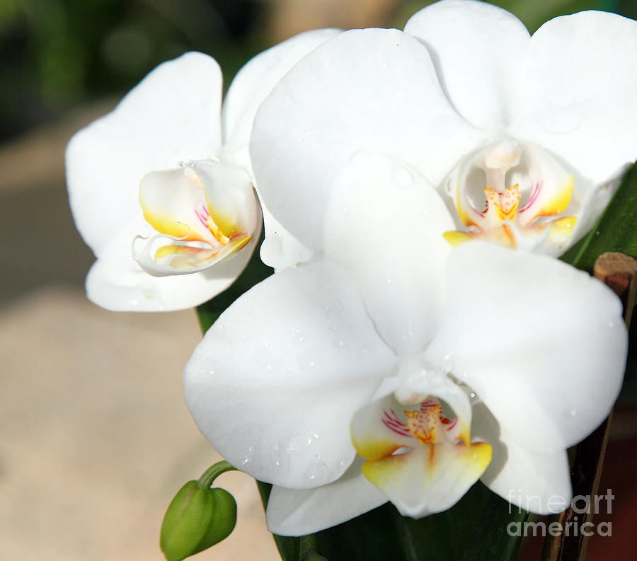 Orchid 2 Photograph by Milena Boeva