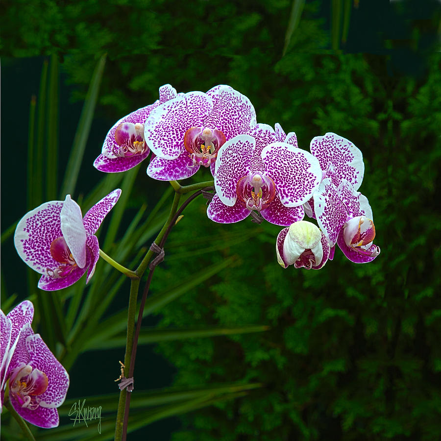 Orchid 2 Photograph by Stan Kwong