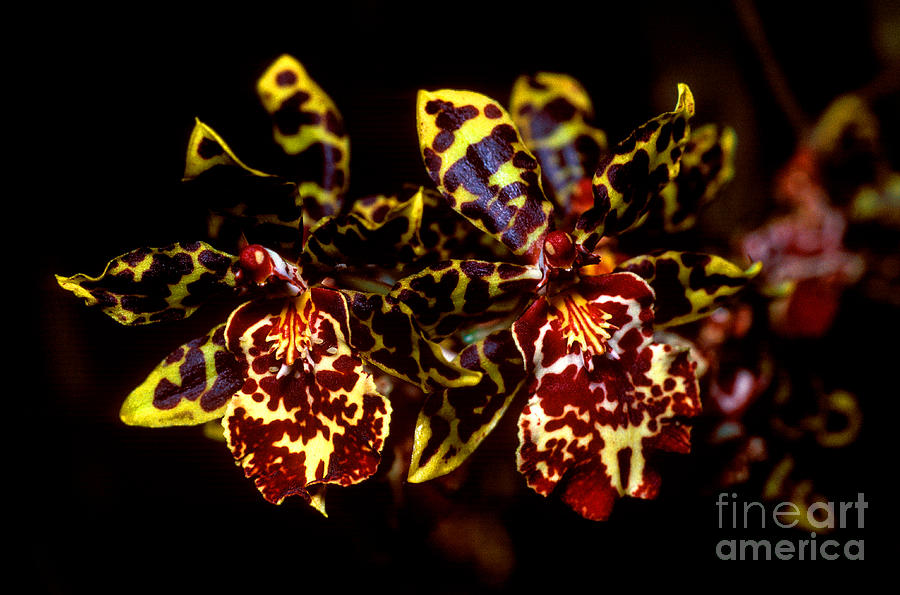 Orchid 2 Photograph by Terry Elniski