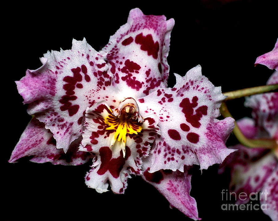 Orchid 20 Photograph by Terry Elniski