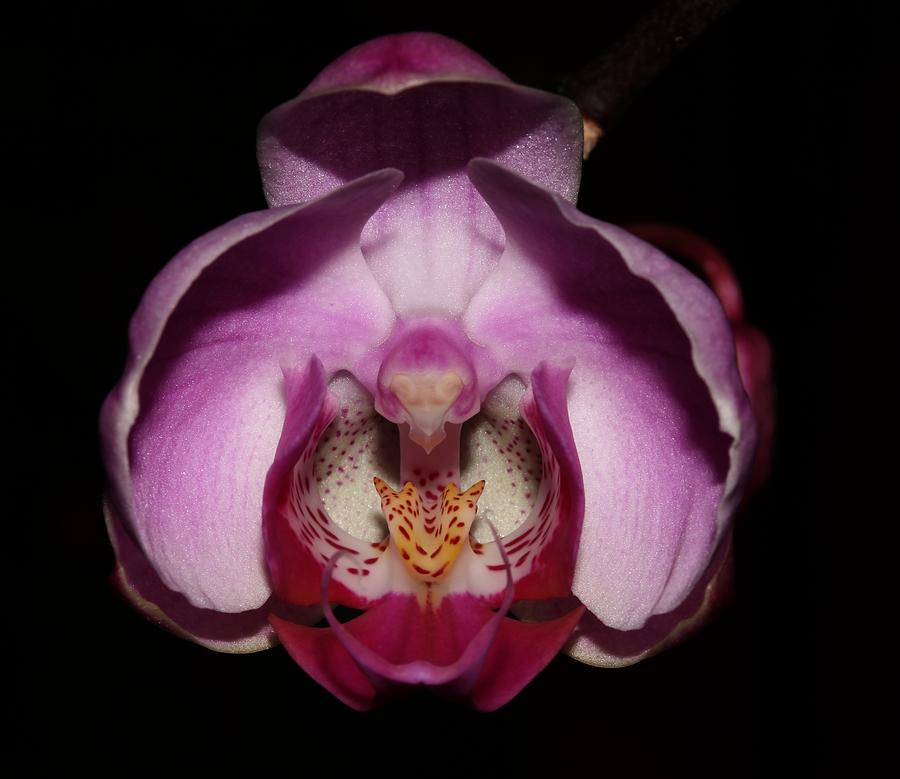Orchid 2012 1 Photograph by Robert Morin
