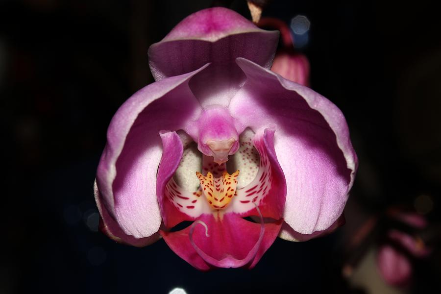 Orchid 2012 2 Photograph by Robert Morin