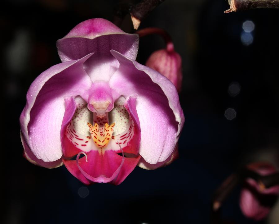 Orchid 2012 3 Photograph by Robert Morin