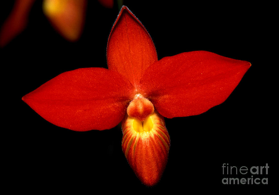 Orchid 21 Photograph by Terry Elniski