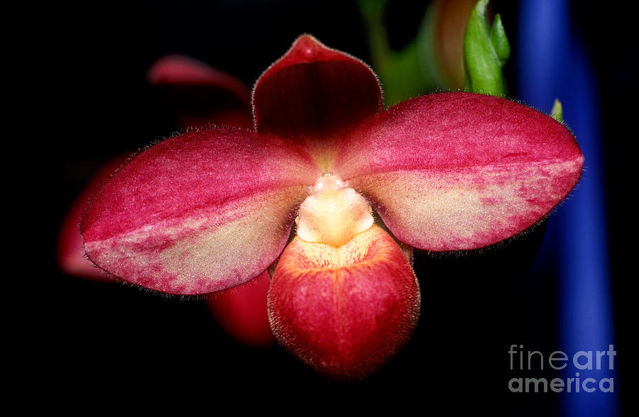 Orchid 22 Photograph by Terry Elniski