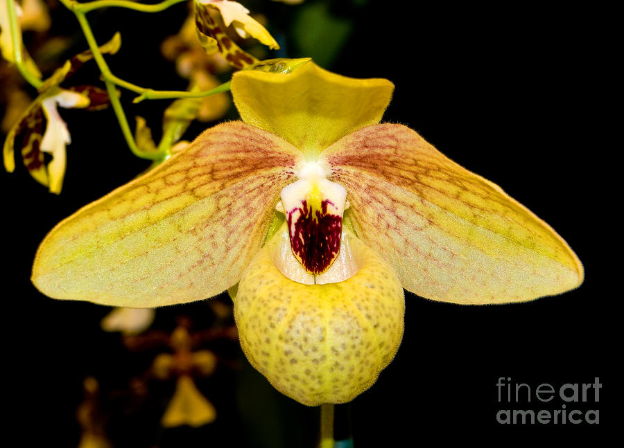 Orchid 23 Photograph by Terry Elniski
