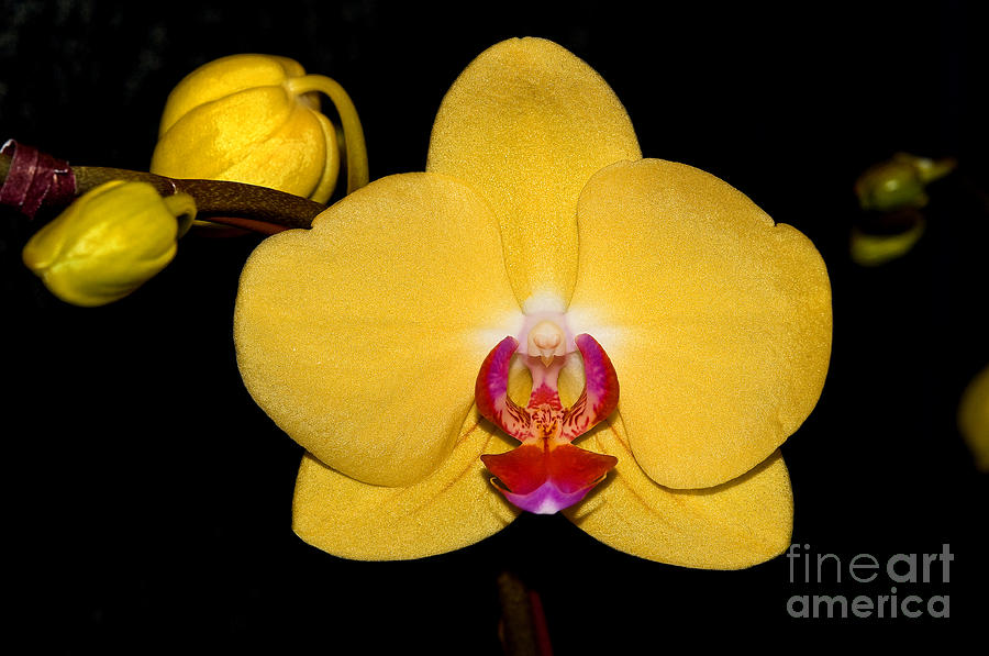 Orchid 24 Photograph by Terry Elniski
