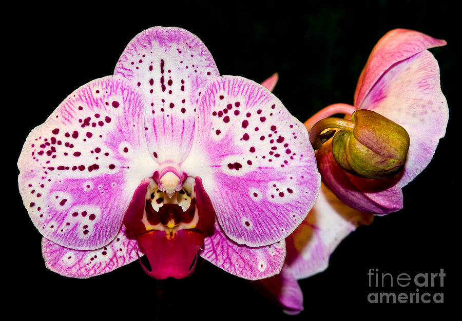 Orchid 25 Photograph by Terry Elniski