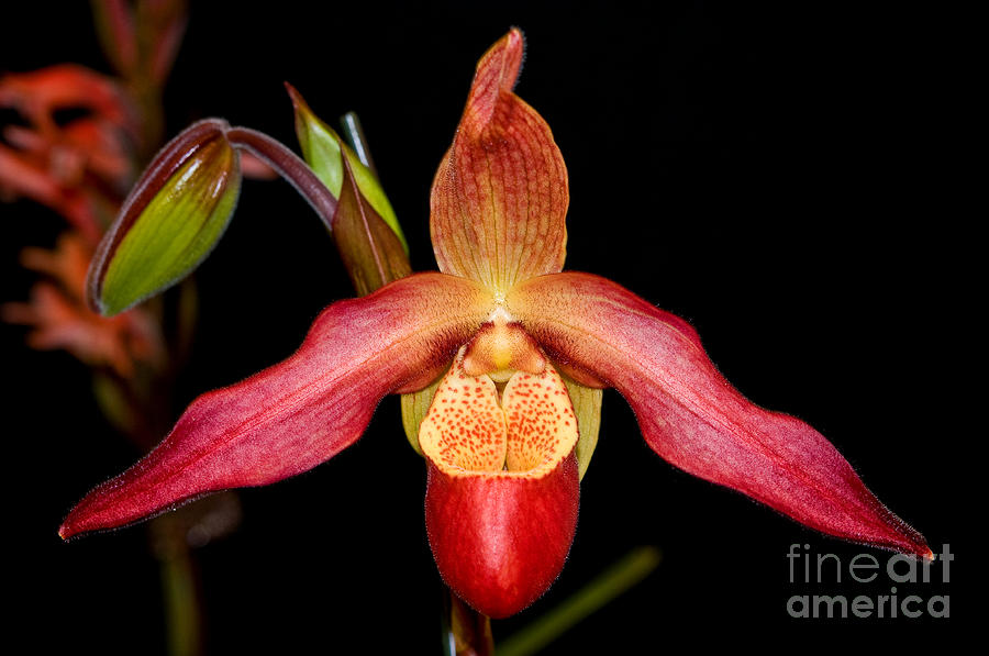 Orchid 26 Photograph by Terry Elniski