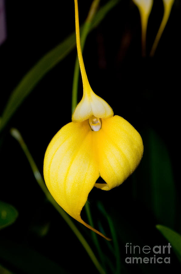 Orchid 27 Photograph by Terry Elniski