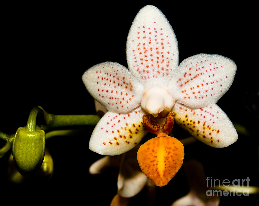 Orchid 28 Photograph by Terry Elniski