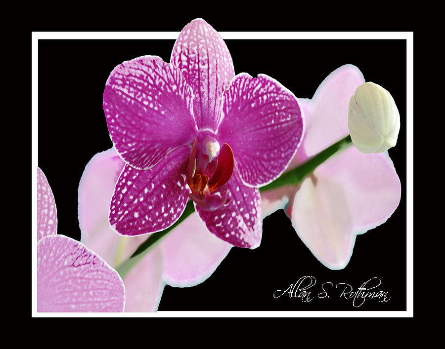 Orchid 3 Photograph by Allan Rothman