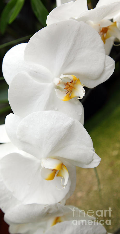 Orchid 3 Photograph by Milena Boeva