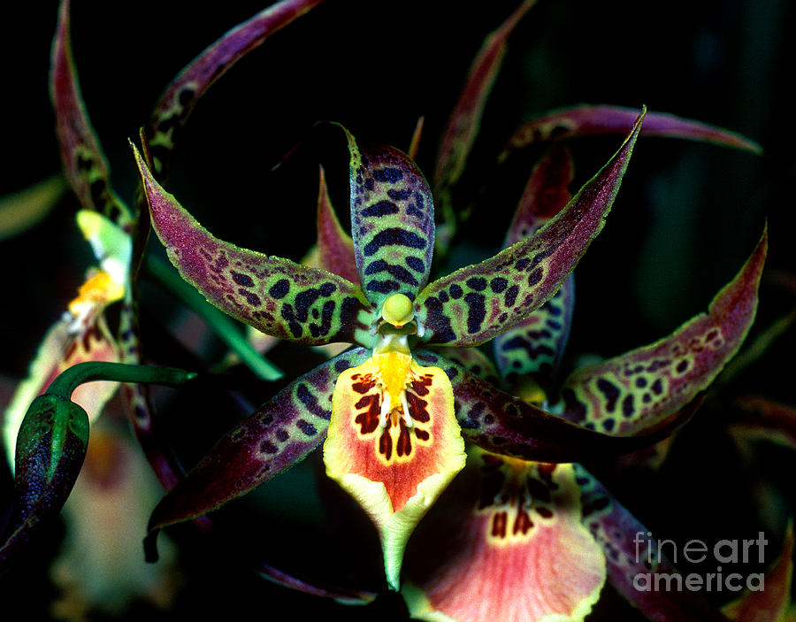 Orchid 3 Photograph by Terry Elniski