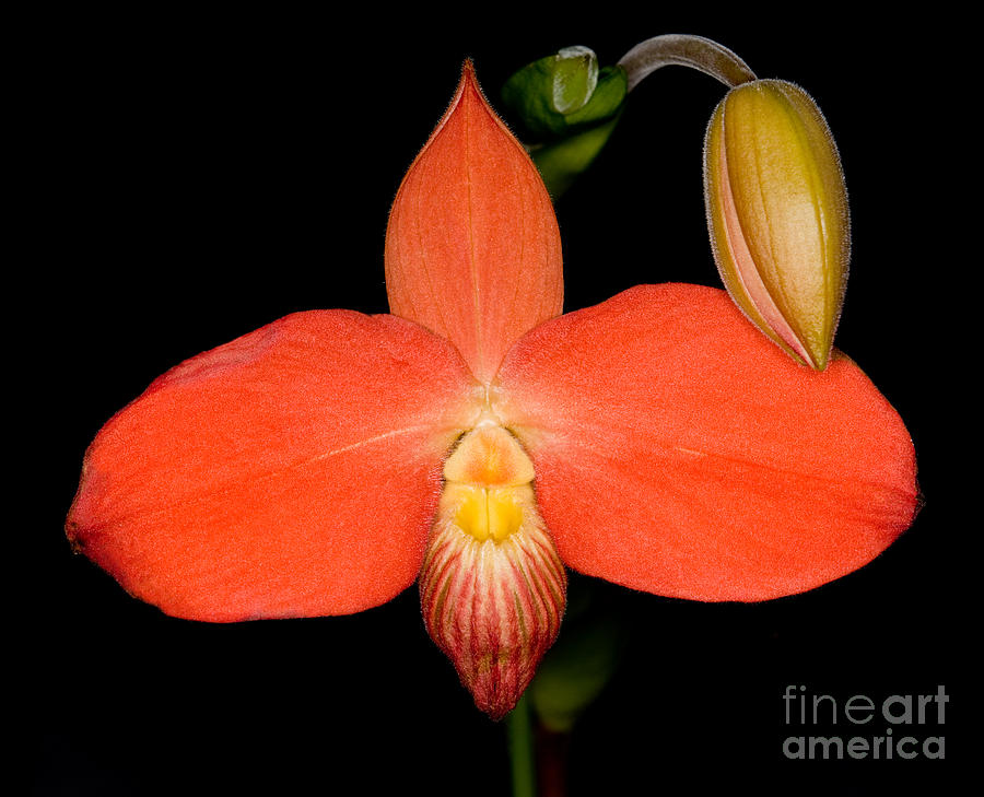 Orchid 30 Photograph by Terry Elniski