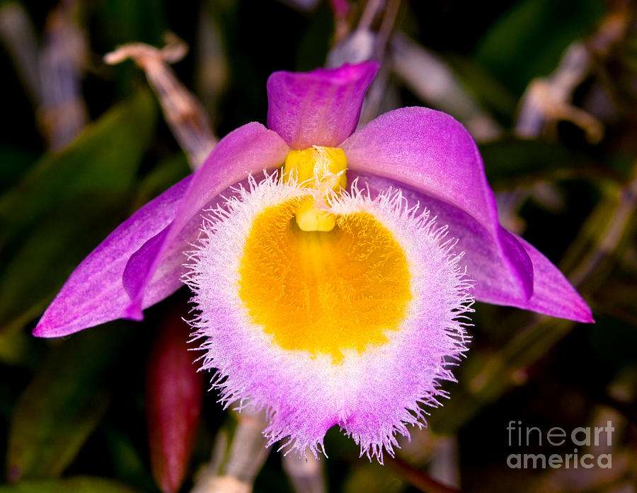 Orchid 31 Photograph by Terry Elniski