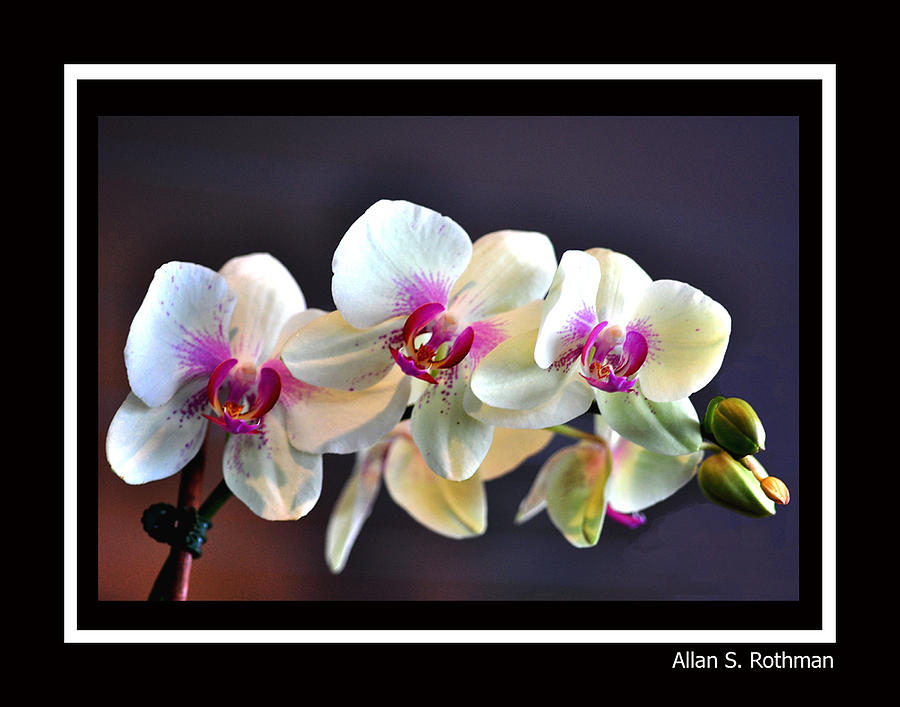 Orchid 4 Photograph by Allan Rothman