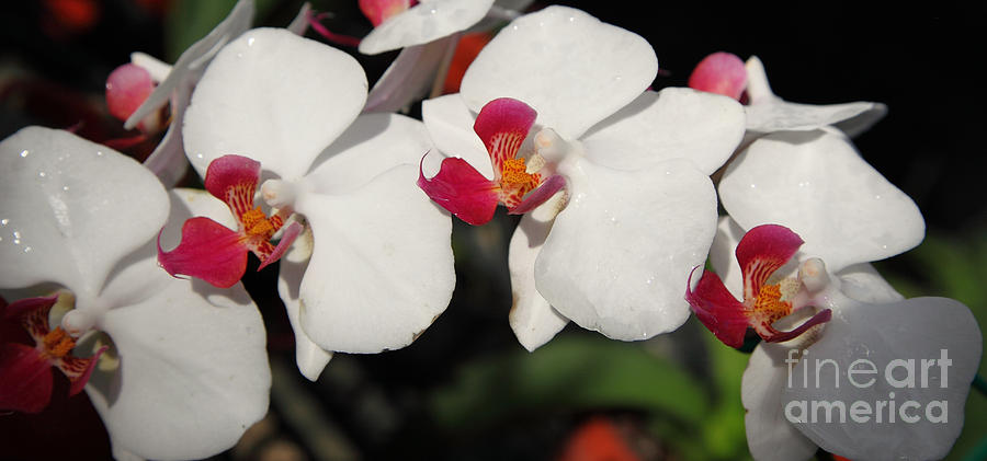 Orchid 4 Photograph by Milena Boeva