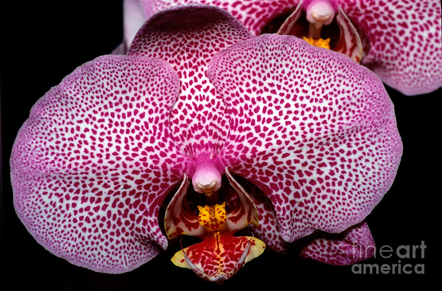 Orchid Photograph - Orchid 47 by Terry Elniski