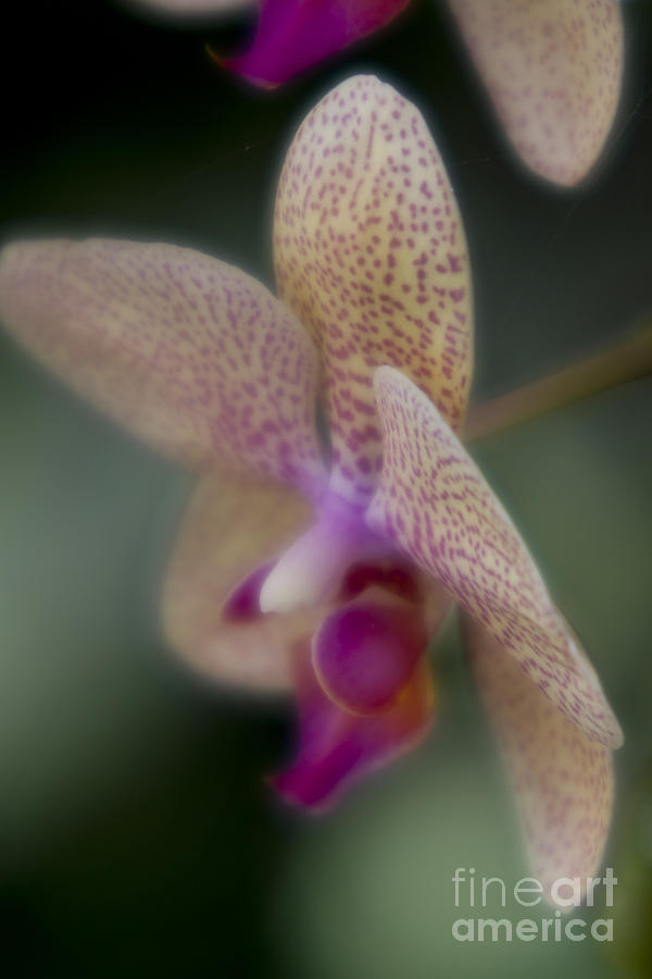 Nature Photograph - Orchid-5 by Tad Kanazaki