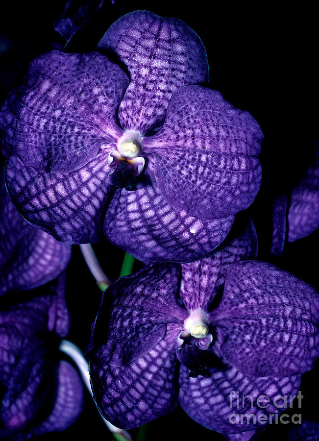Orchid 5 Photograph by Terry Elniski