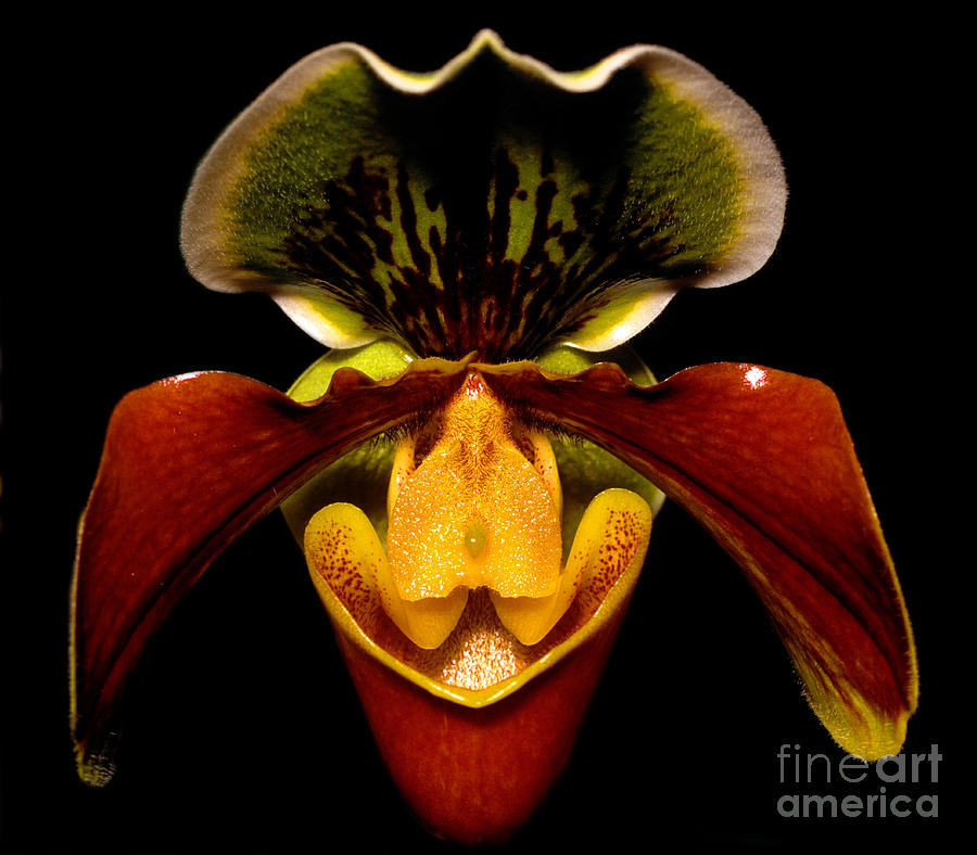 Orchid 51 Photograph by Terry Elniski