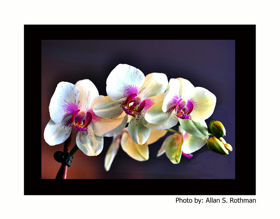 Orchid 6 Photograph by Allan Rothman