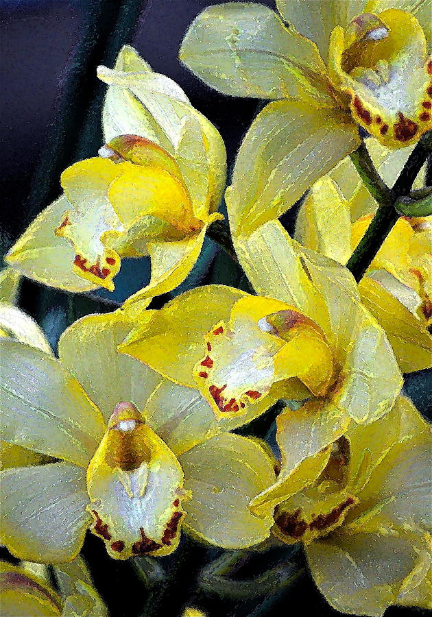 Orchid 6 Photograph by Pamela Cooper